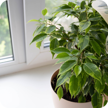 Indoor Air Quality in Springfield, MO